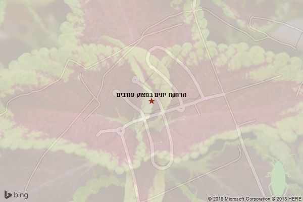 הרחקת יונים במצוק עורבים