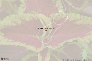 הרחקת יונים באבירים