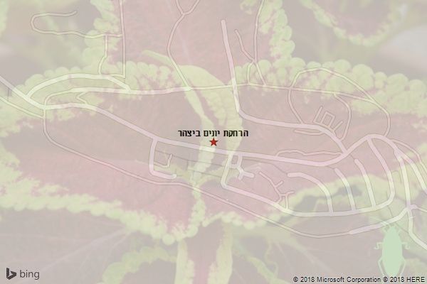 הרחקת יונים ביצהר