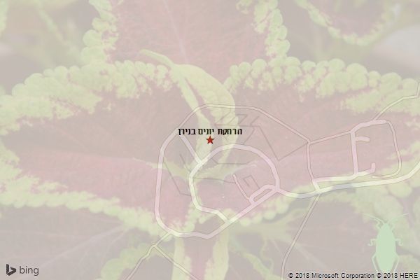 הרחקת יונים בנירן