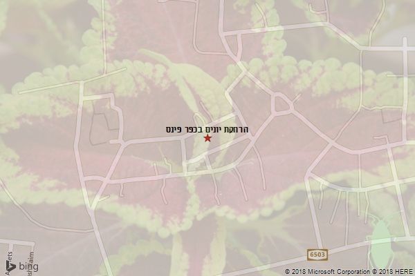 הרחקת יונים בכפר פינס