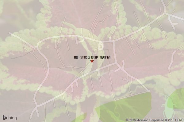 הרחקת יונים במדרך עוז