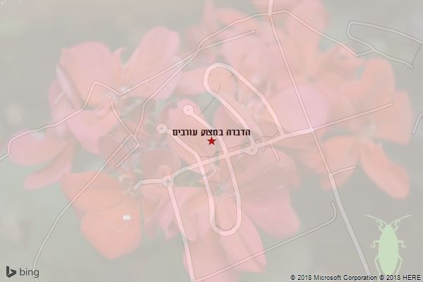 הדברה במצוק עורבים