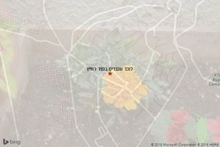 לוכד עכברים בכפר רופין