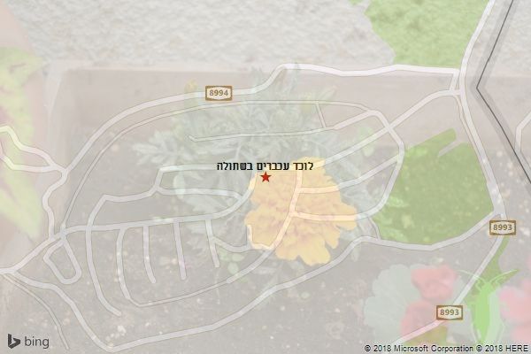 לוכד עכברים בשתולה