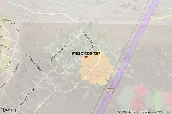 לוכד עכברים בשליו