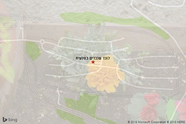 לוכד עכברים בסלעית