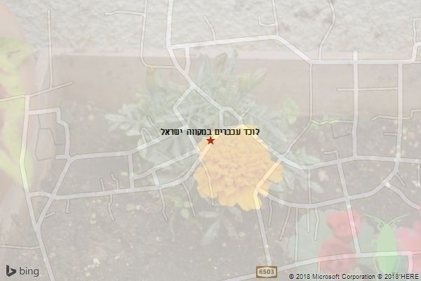 לוכד עכברים במקווה ישראל