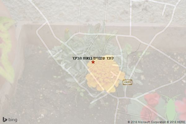 לוכד עכברים בנאות הכיכר