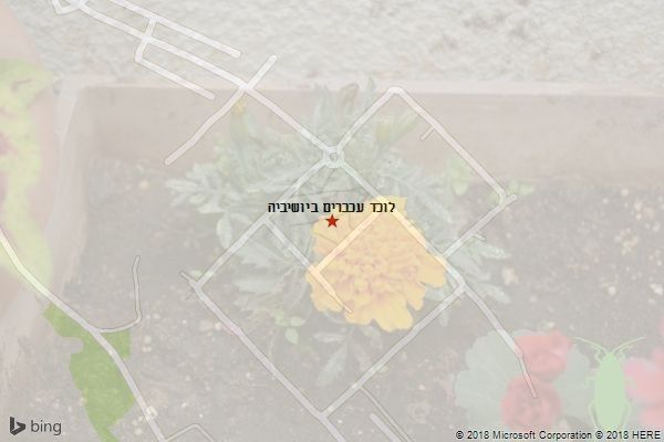 לוכד עכברים ביושיביה