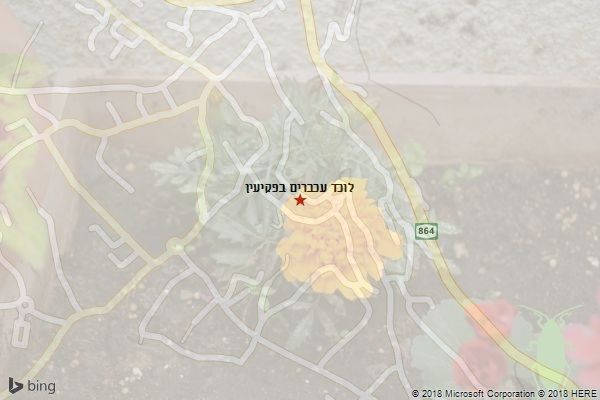 לוכד עכברים בפקיעין