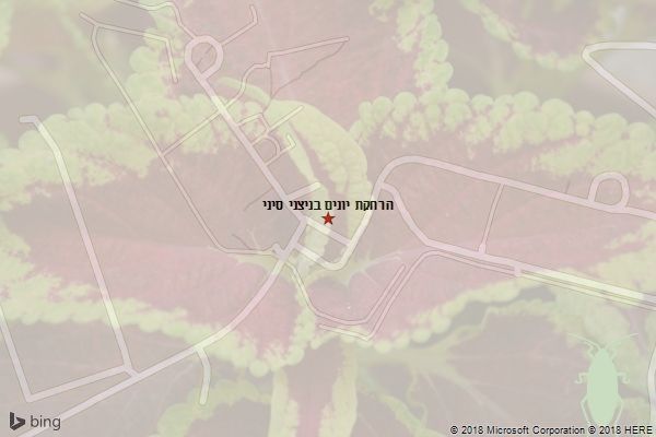 הרחקת יונים בניצני סיני