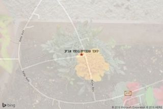 לוכד עכברים בכפר אביב