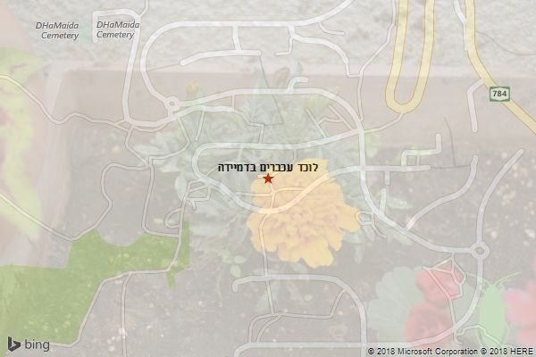 לוכד עכברים בדמיידה