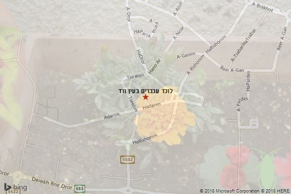 לוכד עכברים בעין ורד