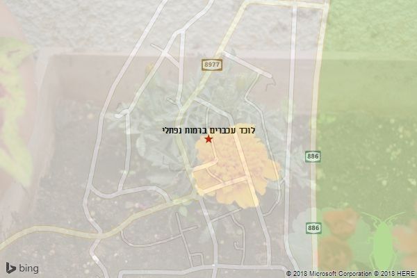 לוכד עכברים ברמות נפתלי