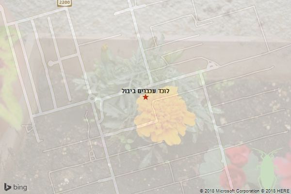 לוכד עכברים ביבול