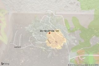 לוכד עכברים בעלי זהב