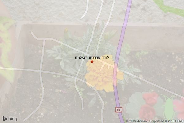 לוכד עכברים באילניה