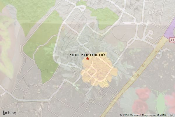 לוכד עכברים ביד מרדכי