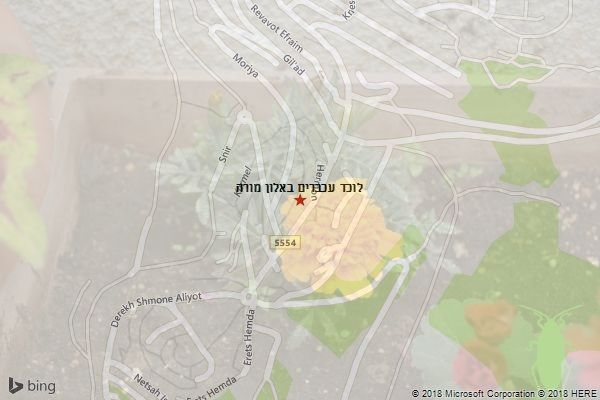 לוכד עכברים באלון מורה