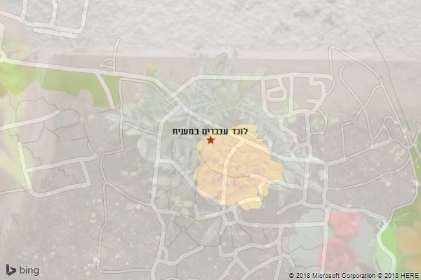 לוכד עכברים במענית