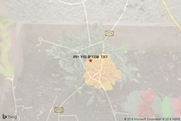 לוכד עכברים בניר יפה