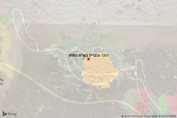 לוכד עכברים בקרית נטפים