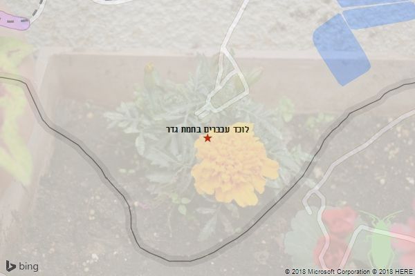 לוכד עכברים בחמת גדר