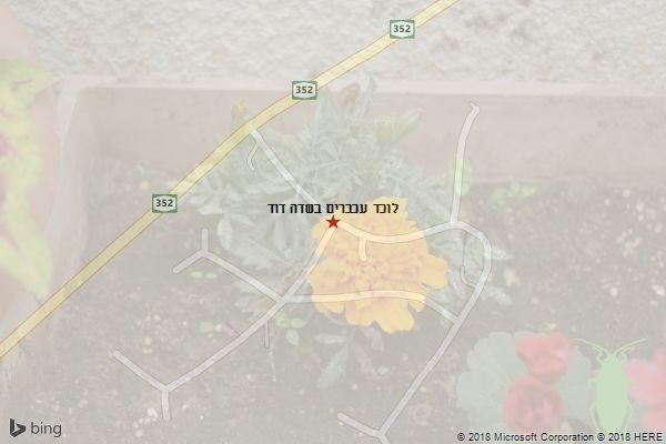 לוכד עכברים בשדה דוד