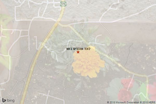 לוכד עכברים בזמר