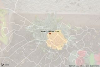 לוכד עכברים בג׳וליס