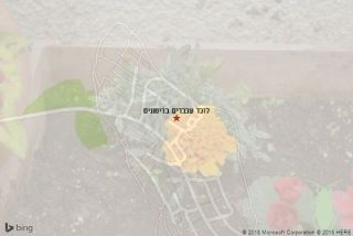 לוכד עכברים ברימונים