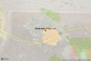 לוכד עכברים בחוות שקמים