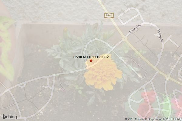 לוכד עכברים בגבעולים