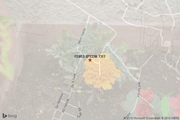 לוכד עכברים בחגלה