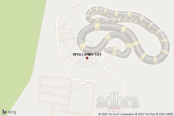 לוכד נחשים באליפז