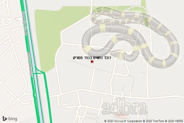 לוכד נחשים בכפר מסריק