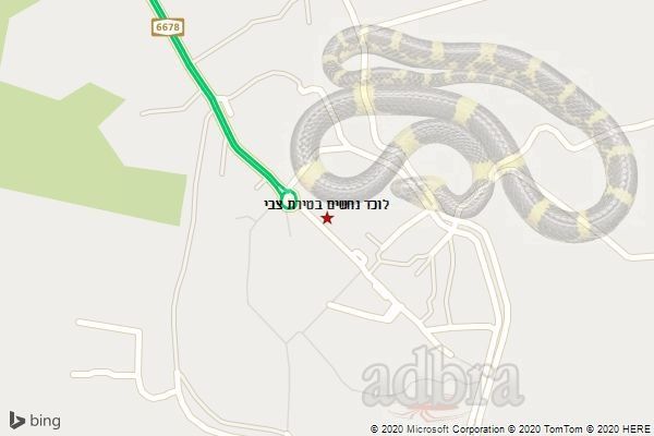 לוכד נחשים בטירת צבי