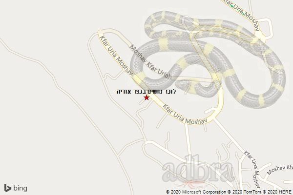 לוכד נחשים בכפר אוריה