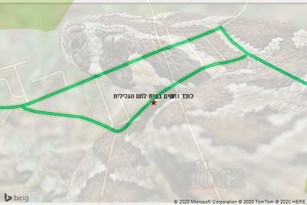 לוכד נחשים בבית לחם הגלילית