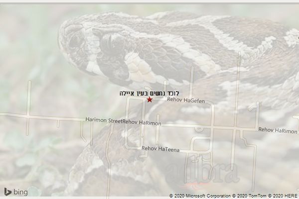 לוכד נחשים בעין איילה