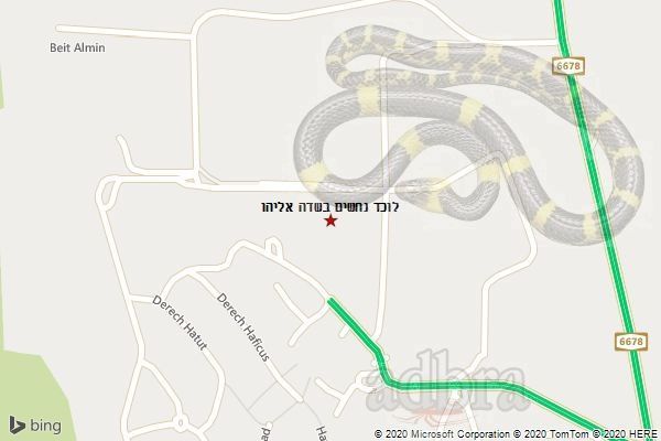 לוכד נחשים בשדה אליהו