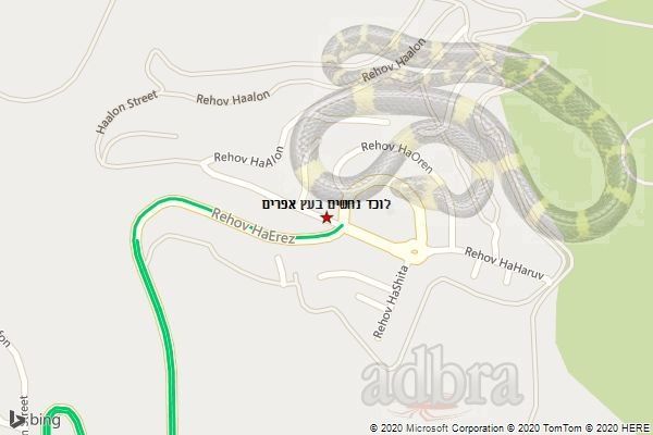 לוכד נחשים בעץ אפרים