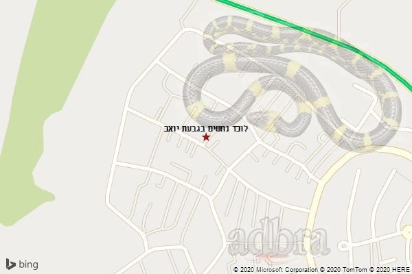 לוכד נחשים בגבעת יואב