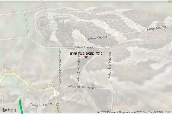 לוכד נחשים בעין עירון