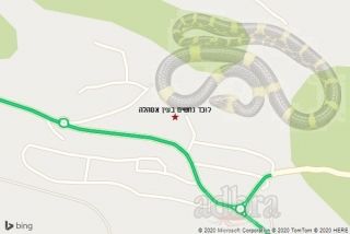 לוכד נחשים בעין אסהלה