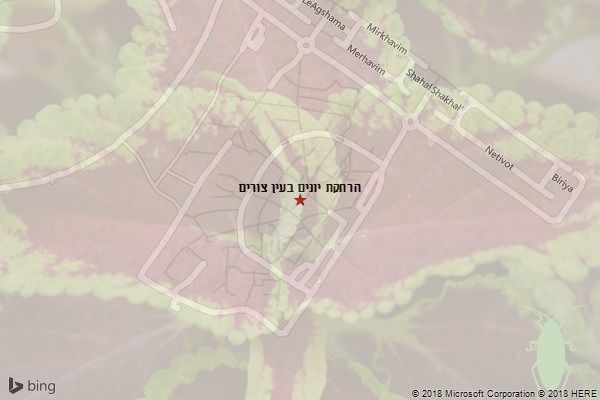 הרחקת יונים בעין צורים