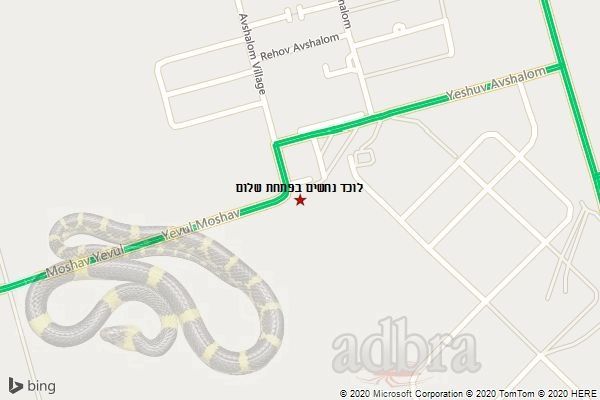 לוכד נחשים בפתחת שלום