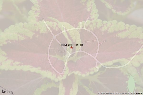 הרחקת יונים בזוהר